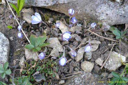 Hepatica nobilis